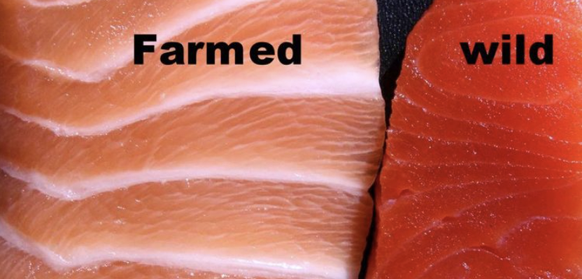 farmed vs wild salmon