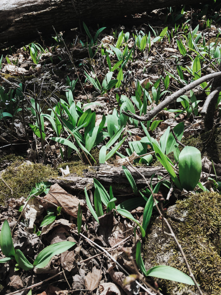 wild ramps in a field