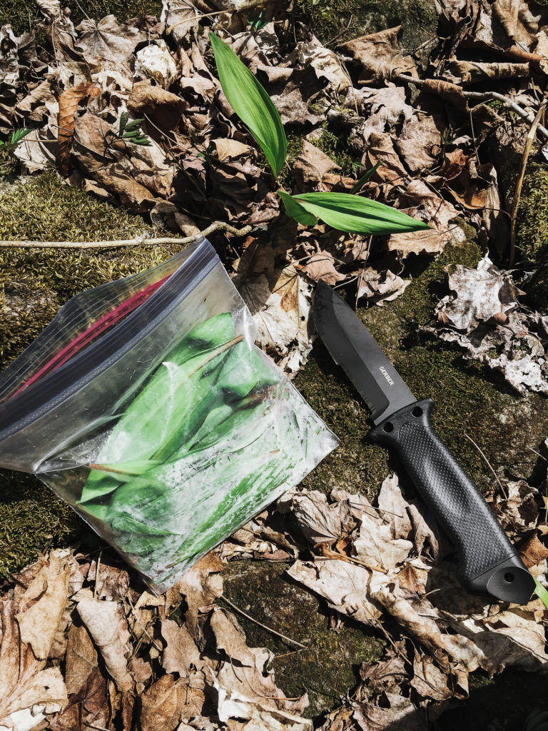 wild ramps being picked with a knife and a bag